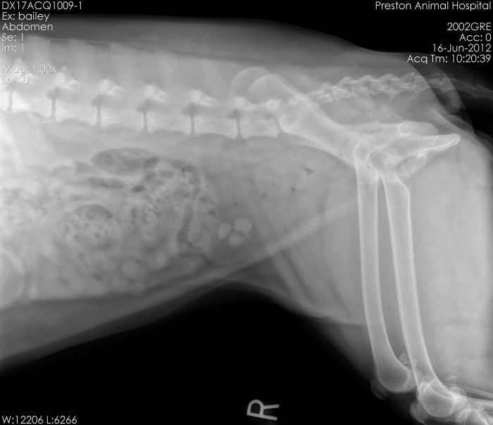 Struvite Bladder Stones in Dogs PetHelpful