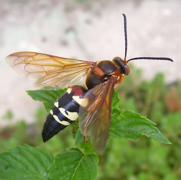 natural predators of cicada killer wasps