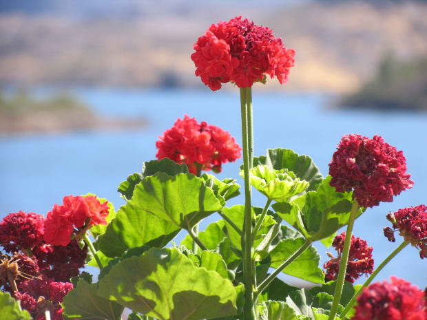 Geraniums are beautiful, hearty and colorful flowers, and a lovely addition to any home.