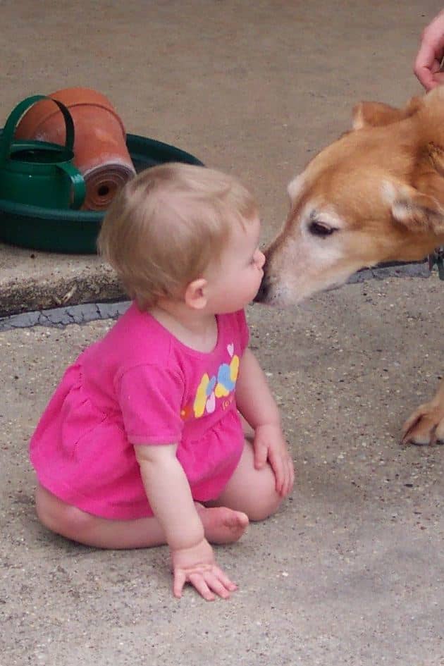 Large dogs have long been a home security measure, and the barking of a large dog has been proven to deter home intruders.