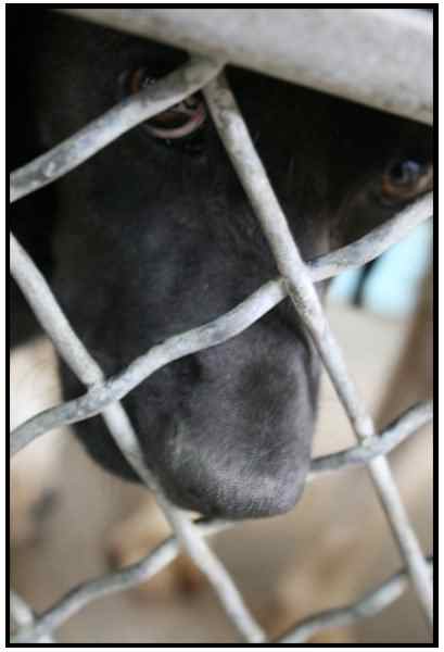 Shelter dogs sometimes have behavioral issues, but they can be helped with love.