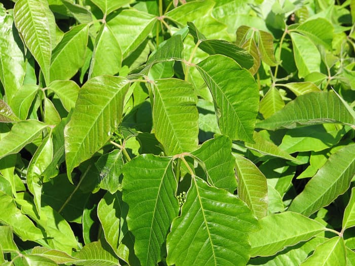 Calamine lotion contains zinc oxide. It's used to ease the pain of poison ivy irritation and help some other conditions.