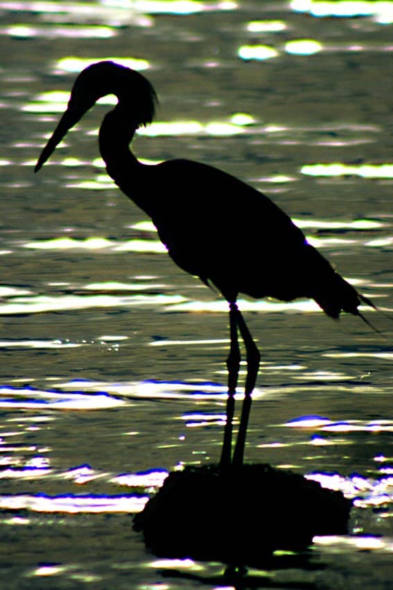 An egret, silhouetted against the setting sun, rests peacefully on a shoreline rock