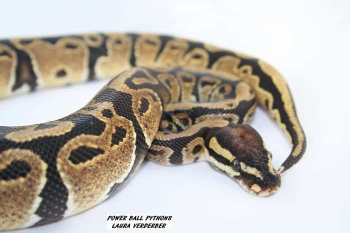 Это мой самец josie ball python, морф, который очень редок и отлично сочетается с другими типами морфов.  Я очень горжусь тем, что моя фотография оказалась на международном веб-сайте для использования в качестве ссылки.