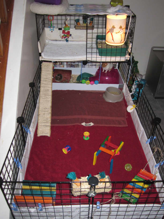 This is the cage that we used to potty train the guinea pigs. I bet you didn't think it was possible to potty train your guinea pig.