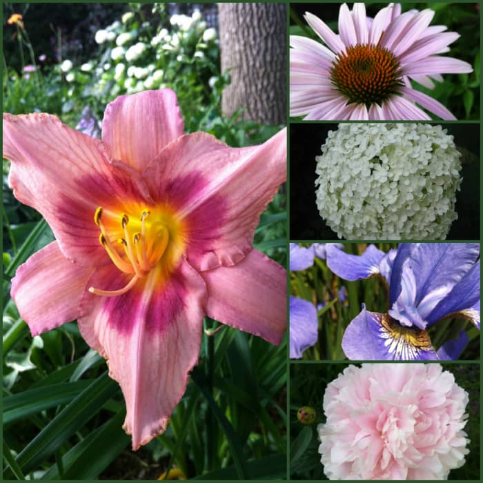 Low maintenance perennials with beautiful flowers include coneflowers, hydrangea, irises, peonies and day lilies..