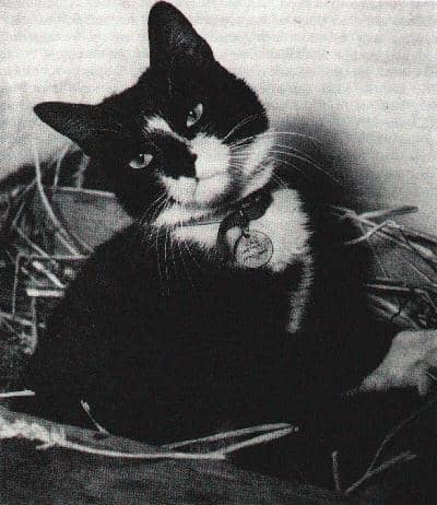 As far as is known, this is the only photo of Simon wearing his Dickin Medal, the animal equivalent to the Victoria Cross.