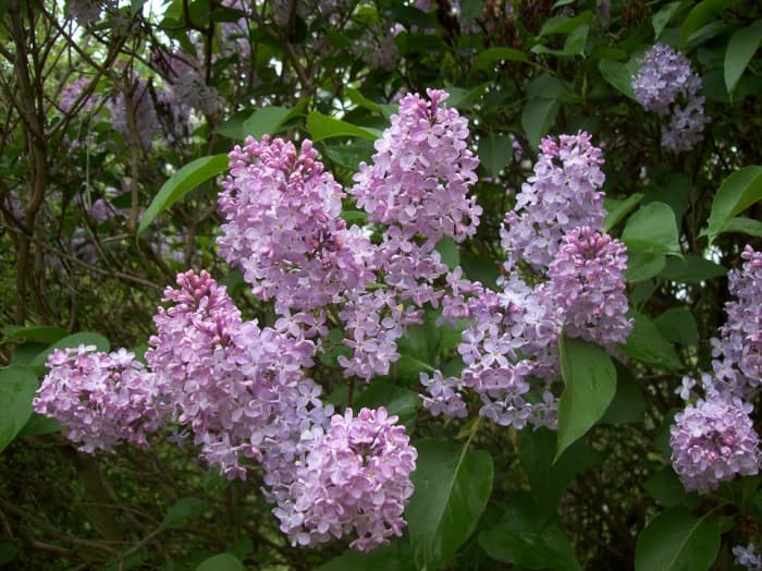 Why Do Lilacs Stop Blooming? - Dengarden