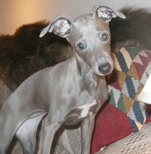 Is an Italian Greyhound the Right Dog for You? - PetHelpful