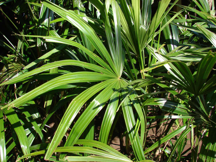 How to Grow and Care for Rhapis Palm (Lady Palm) - Dengarden