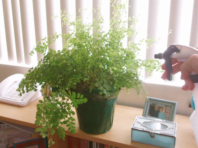 Maidenhair is a delicate fern that dies quickly when not cared for, but is gorgeous when it is.