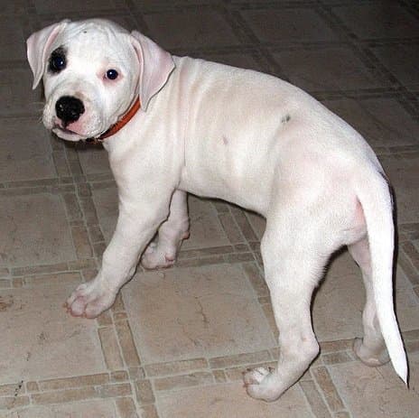 The Dogo Argentino dog breed has been banned in several countries. But why exactly?