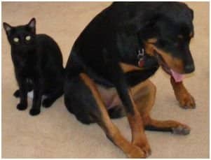 Fluffy and Rover may share more than affection, but there are risks to dogs eating cat poop.