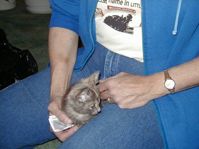 Patches was a very tiny girl when we got her. This photo was taken the day we brought her home.