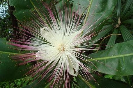 The beautiful blossom of Barringtonia asiatica attracts nocturnal pollinators like bats and moths.