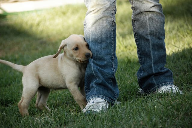 When they cannot reach your hands, they will go for your jeans.