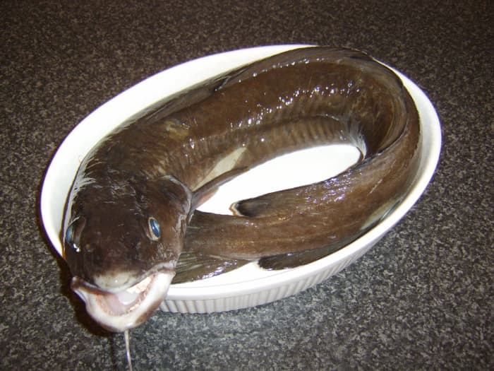 Ling may not be the most attractive fish in the sea but - as a member of the cod family - it can be made to be absolutely delicious!