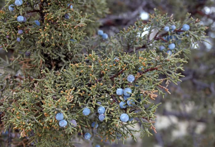 Juniper trees and shrubs are absolutely filled with berries in all stages of ripening.