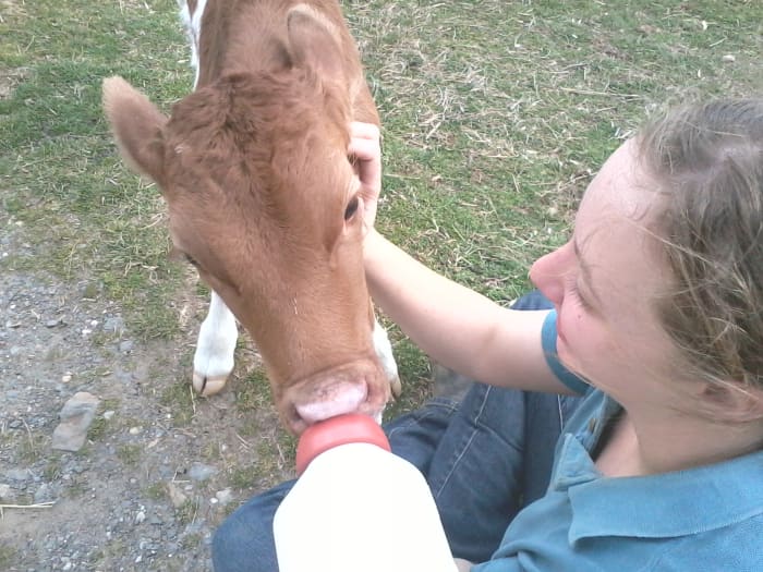 ethical-concerns-raising-livestock-animals-food