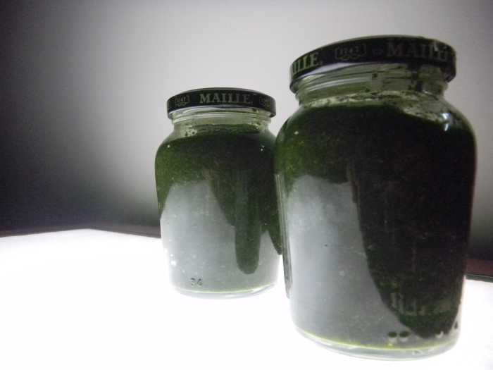 Fresh garden mint sauce