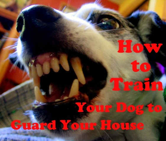 How to train your dog to guard your house.