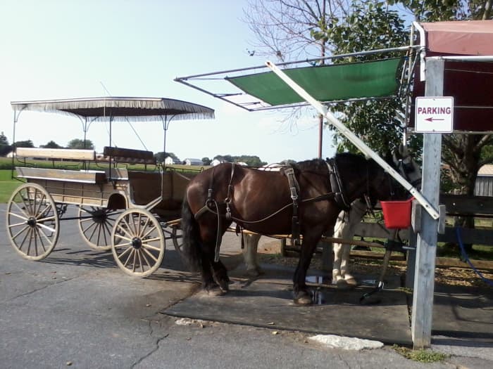 Buggy rides are a fun and unique way to see the country side in Lancaster county - and to have a chance to interact with Amish people!