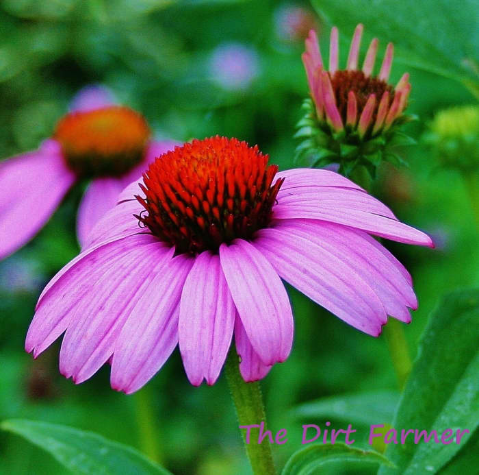 Purple coneflower produces cheery summer flowers that look as lovely in a field or flowerbed as they do in a vase.