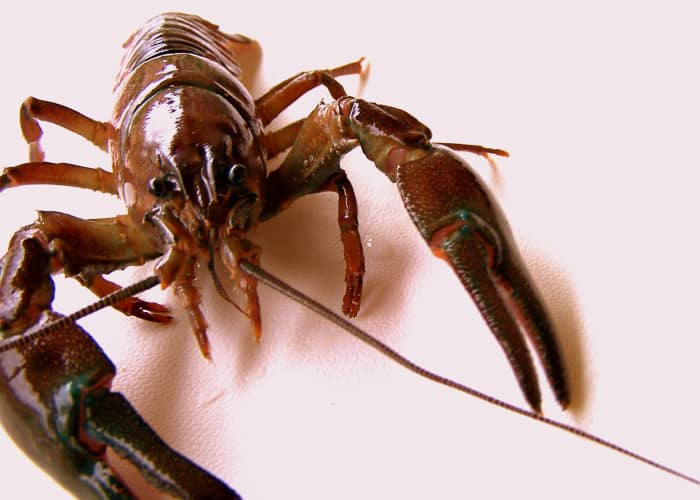 How to Catch and Bait Crawfish (Aka: Crawdad or Crayfish) - HubPages