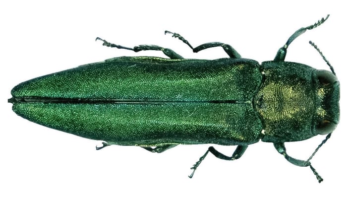The adult emerald ash borer is attractive. The larva is the main problem.