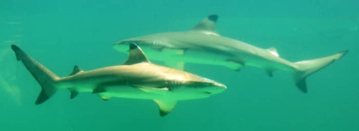 Blacktip sharks, like those pictured above, have been proven to reproduce via parthenogenesis. This rare event generates female offspring containing only the mother's genetic material.