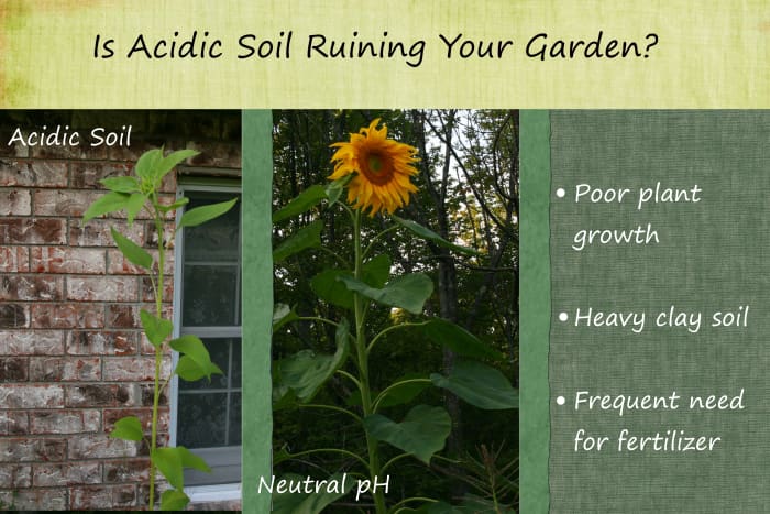 Two sunflowers from the same seed packet demonstrate remarkably different growth patterns. The frail plant grew in acidic, clay soil while the healthy one grew in neutral pH in a raised garden bed.
