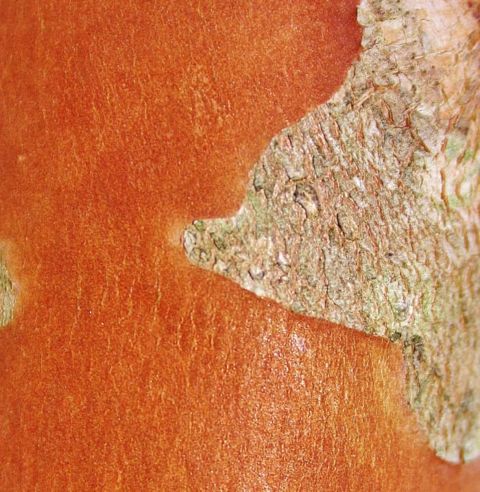 As cinnamon-bark crape myrtle ages, its rough bark peels away to reveal the smooth, rusty-red bark beneath.