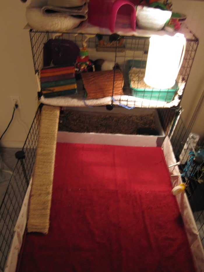 This is what the guinea pigs' home looks like before cleaning. The cavies are on the upper level with their tunnel toys blocking them from going back down.
