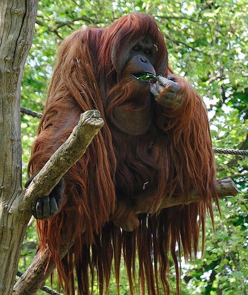 An endangered cousin. All of the great apes (except us) are critically endangered, but none more so than the two orangutan subspecies. Extinction within the next decade or two is a real possibility.