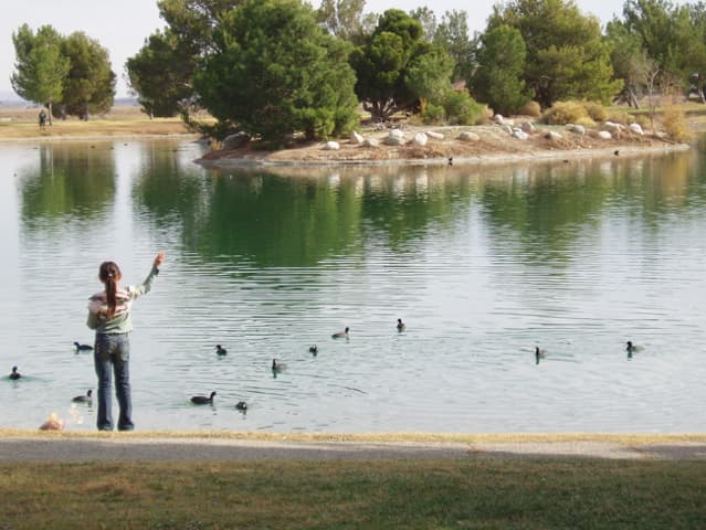 Feeding ducks at a beautiful wastewater reclamation pond set up as a public park in Los Angeles County.