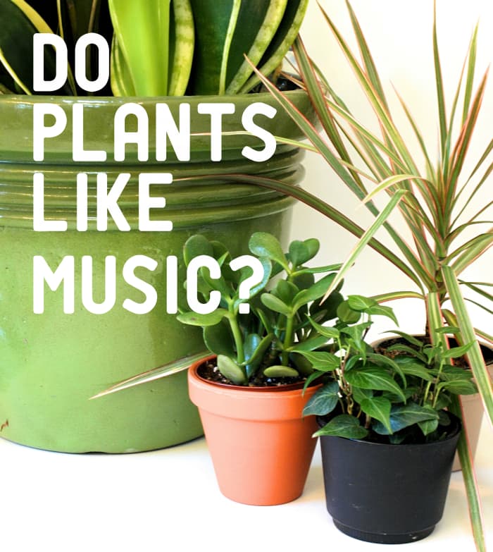 The Effect of Music on Plant Growth Dengarden