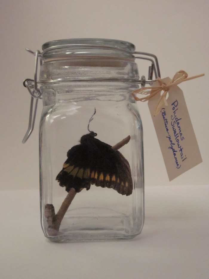 Craft Project How to Make a Butterfly Jar