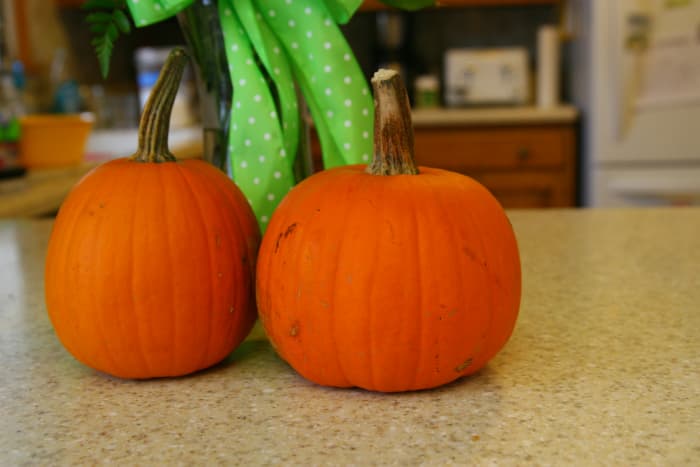 Use "sugar" or "pie" pumpkins for puree. Alternatively, butternut squash may be used.