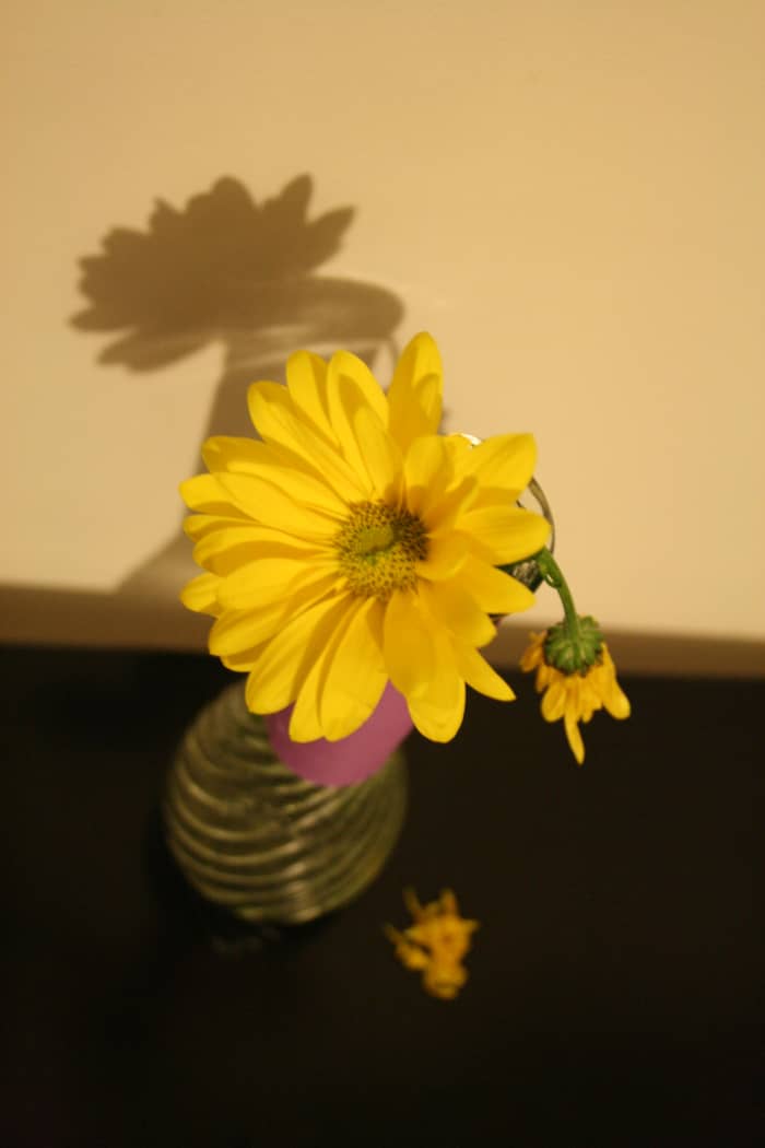 It's so sad when flowers are dead, and even worse when they smell bad.