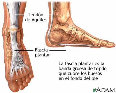 The plantar fascia, seen from the bottom and side of the foot