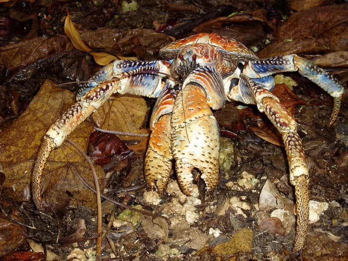 Not all blood is red. A robber crab has a molecule called hemocyanin in its blood. Hemocyanin is blue in its oxygenated form.