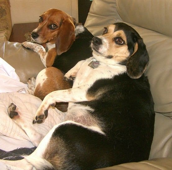 Obese Beagles resting on the couch. They might look cute, but obesity is one thing you want to avoid in dogs.