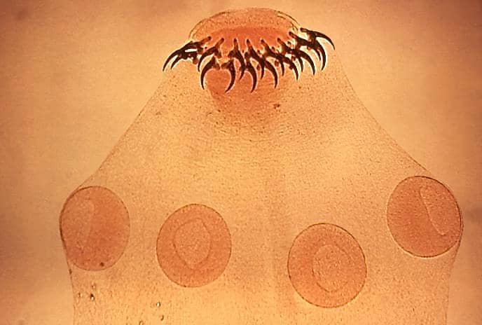 The scolex of the pork tapeworm has hooks and suckers that enable it to attach to the lining of the intestine.