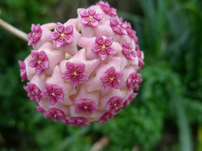 Hoya Aldrichii in Bloom: The star shaped centers are so intricate on these flowers. They really do look as though they have been carved out of wax.