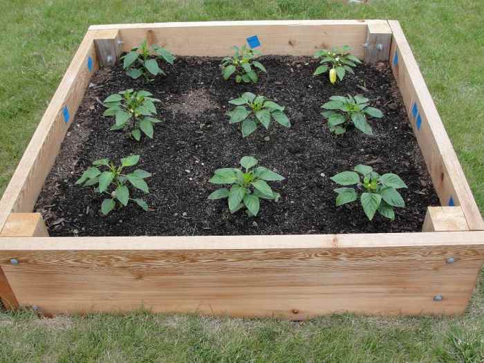 How to Plan a Raised Garden Bed Dengarden