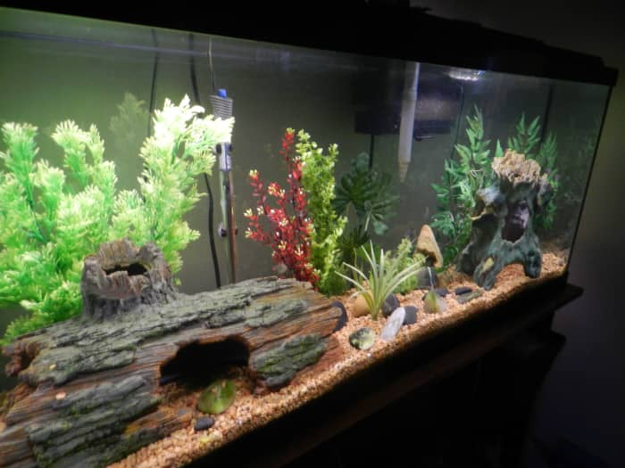Regular water changes are the best thing you can do for your freshwater aquarium, but do them the easy way!