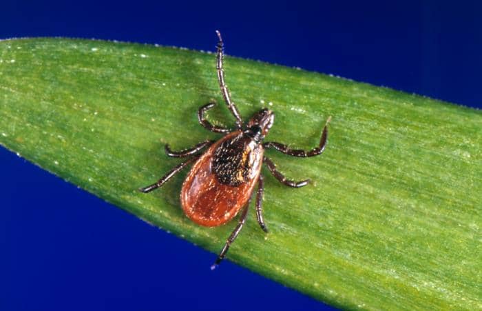 Black-legged ticks carry Lyme Disease. 