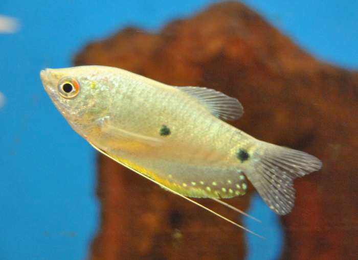 How to Buy Freshwater Aquarium Fish (With Community Tank Ideas