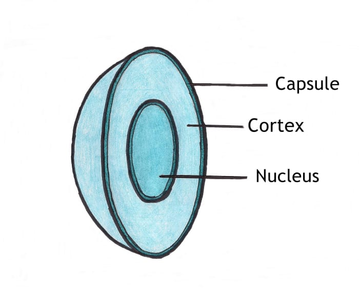 Anatomy of the human lens, which becomes the cataract as we age.