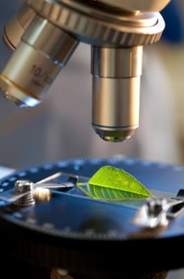 The compound light microscope allowed us to study the natural world in a depth and detail never seen before.